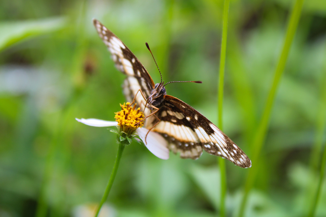 mariposa
