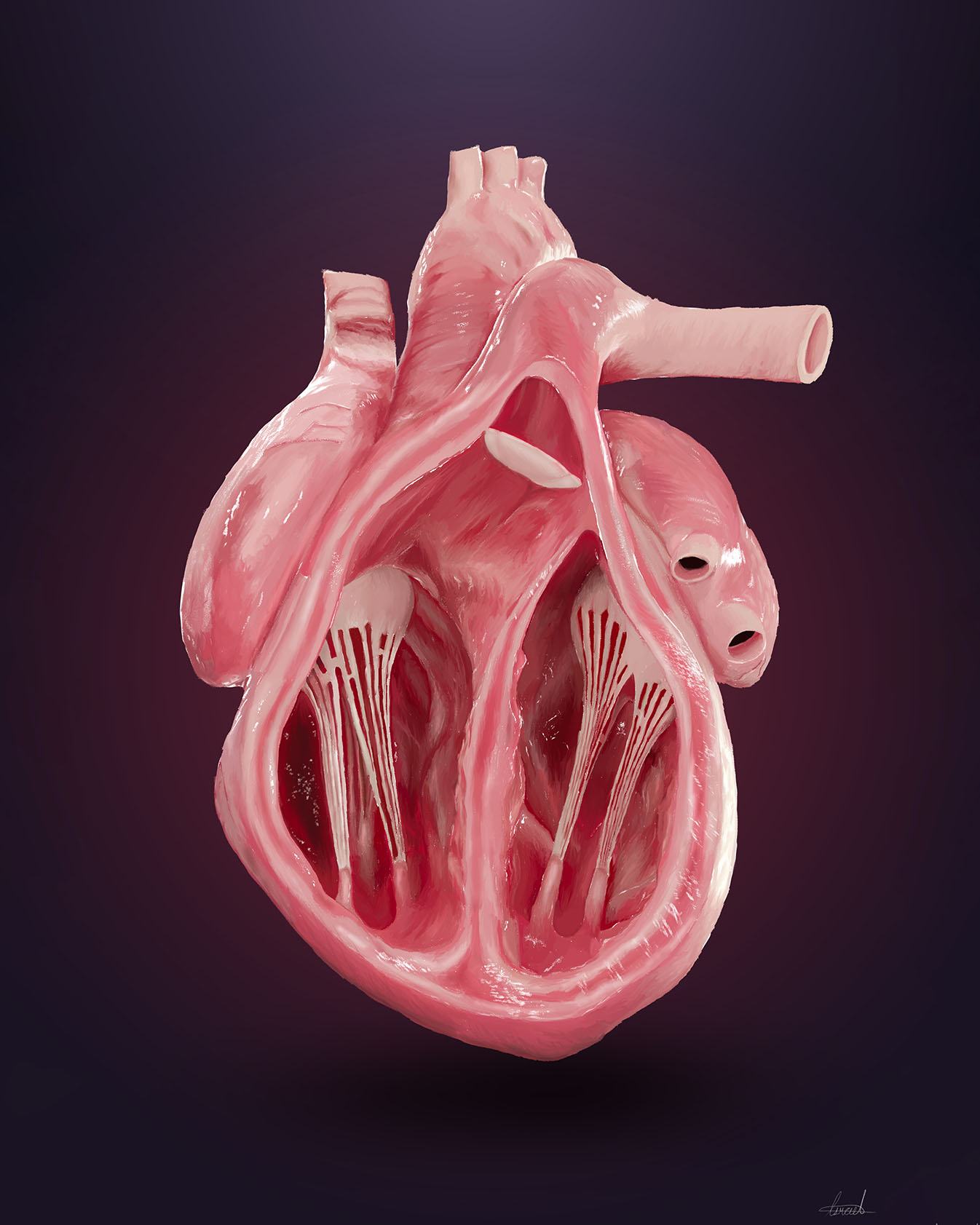 ILUSTRACIÓN CORAZON2